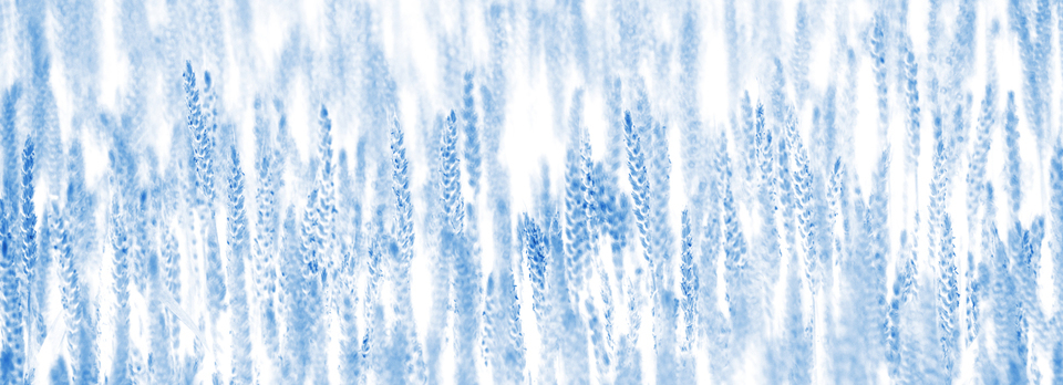 Negative Corn - ID 008616