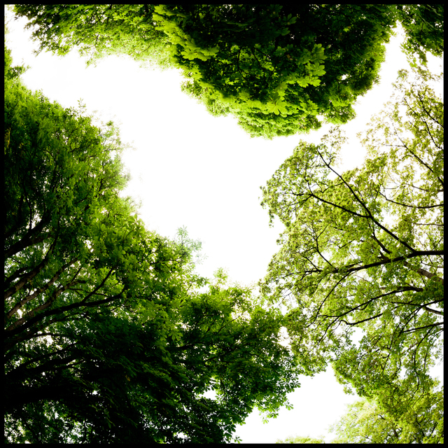 Island Trees - ID 008655