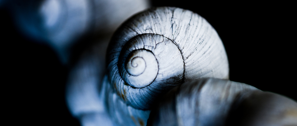 Slug Chain - ID 008673