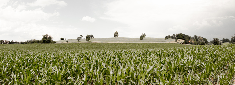 Hill behind Corn - ID 008678