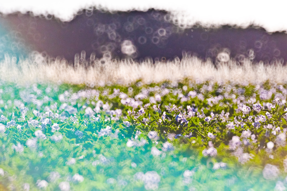 Potatoes I - ID 008685