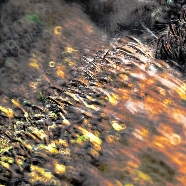 Wheat Wave I - ID 008688