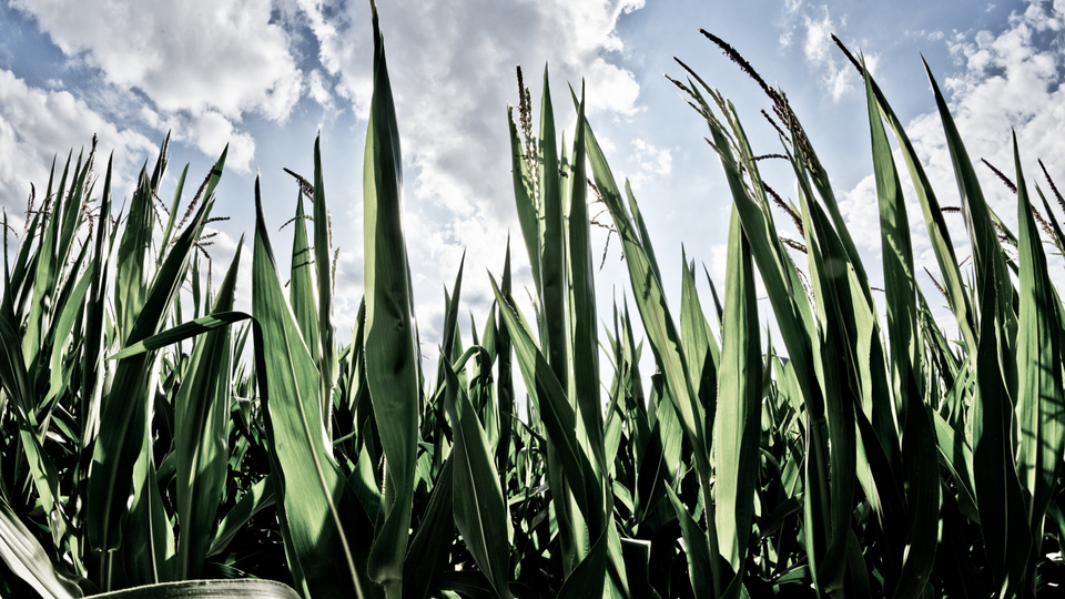 Corn under Clouds I - ID 008722