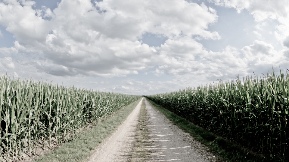 Corn under Clouds III - ID 008724