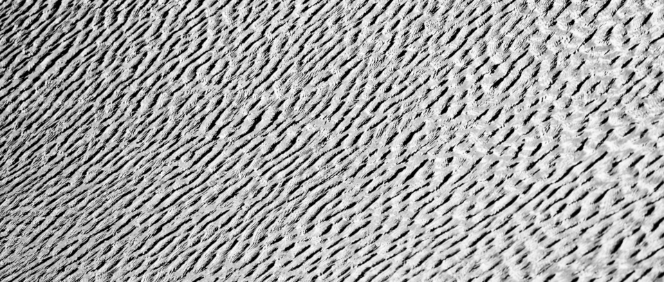 Water Zebra I - ID 008752