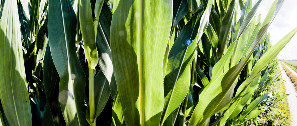 Corn Field - ID 008765