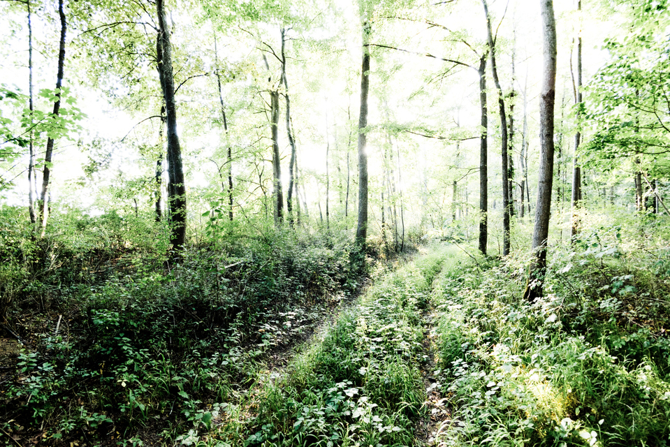 Bright Forest - ID 008771