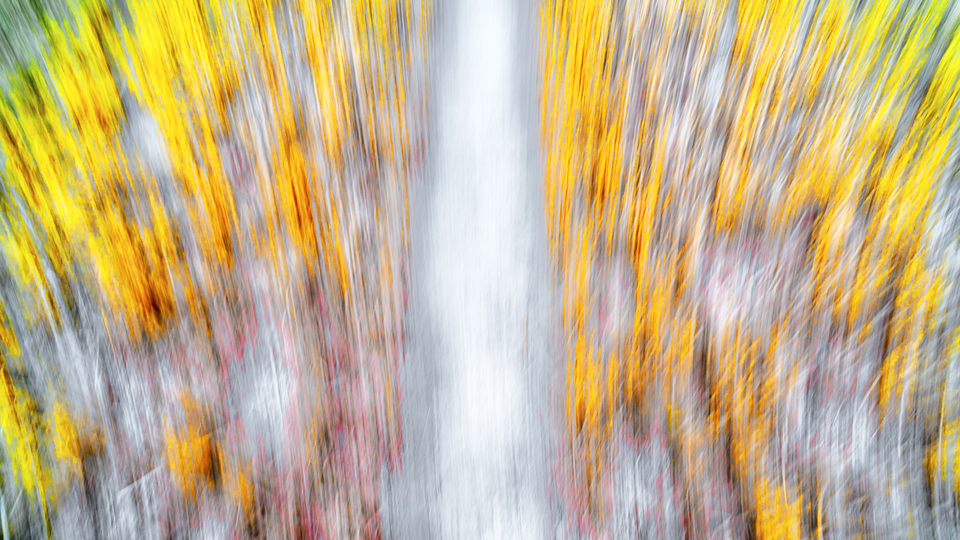 Straw Field Color II - ID 008803