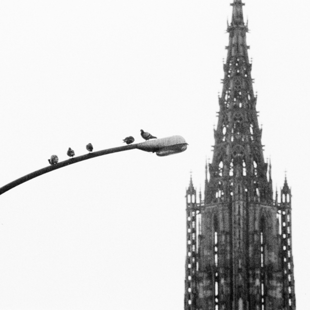 Doves in front of Minster - ID 008823