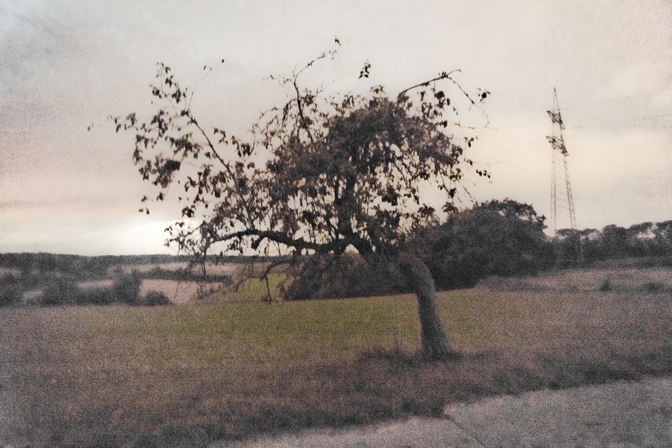 Tree at Night II - ID 008857