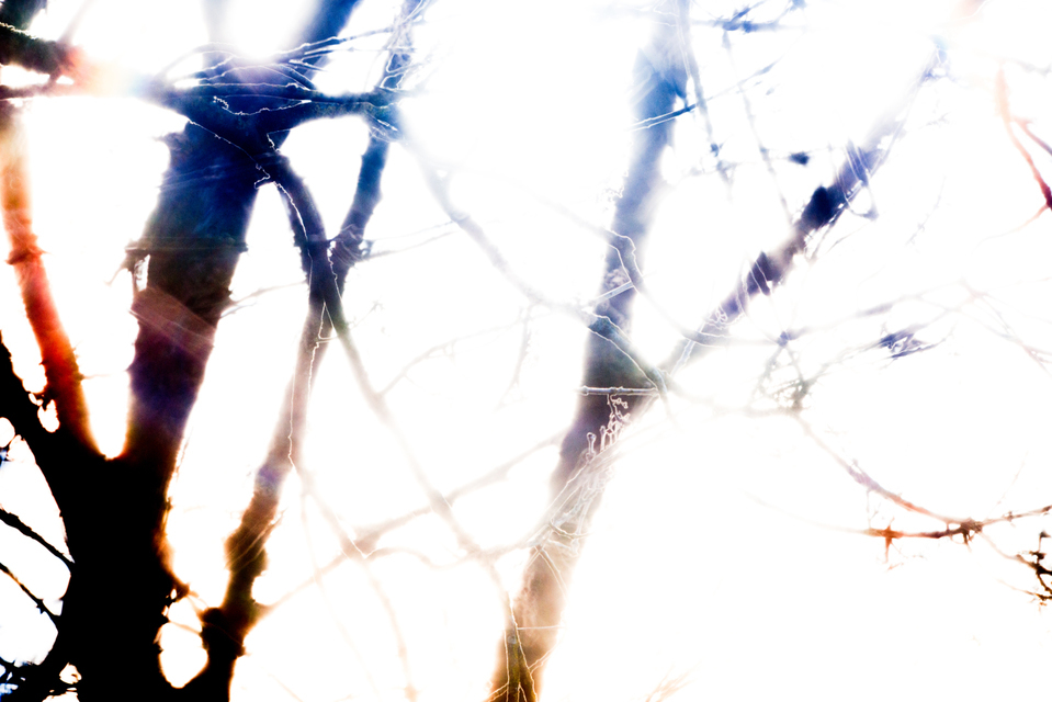 Light through Trees II - ID 008925