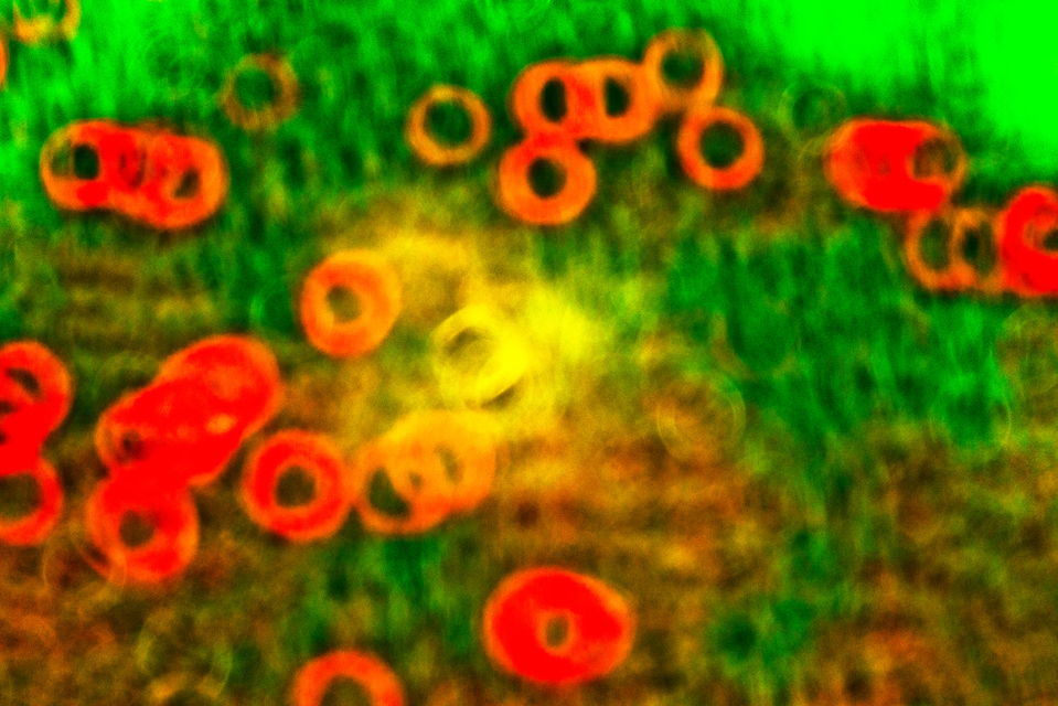 Red Crocus on Green - ID 008964