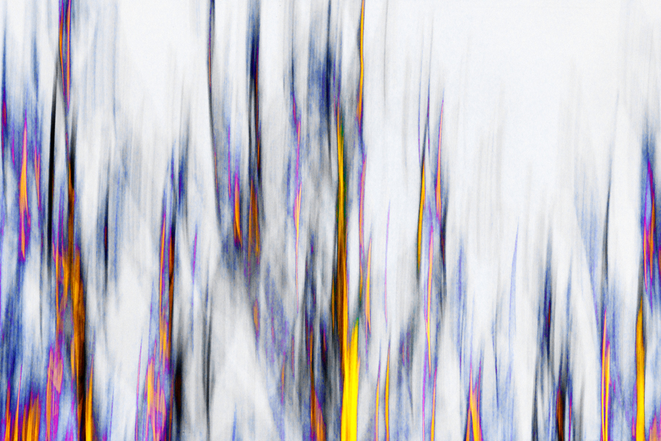 Trees Blurred - ID 008967