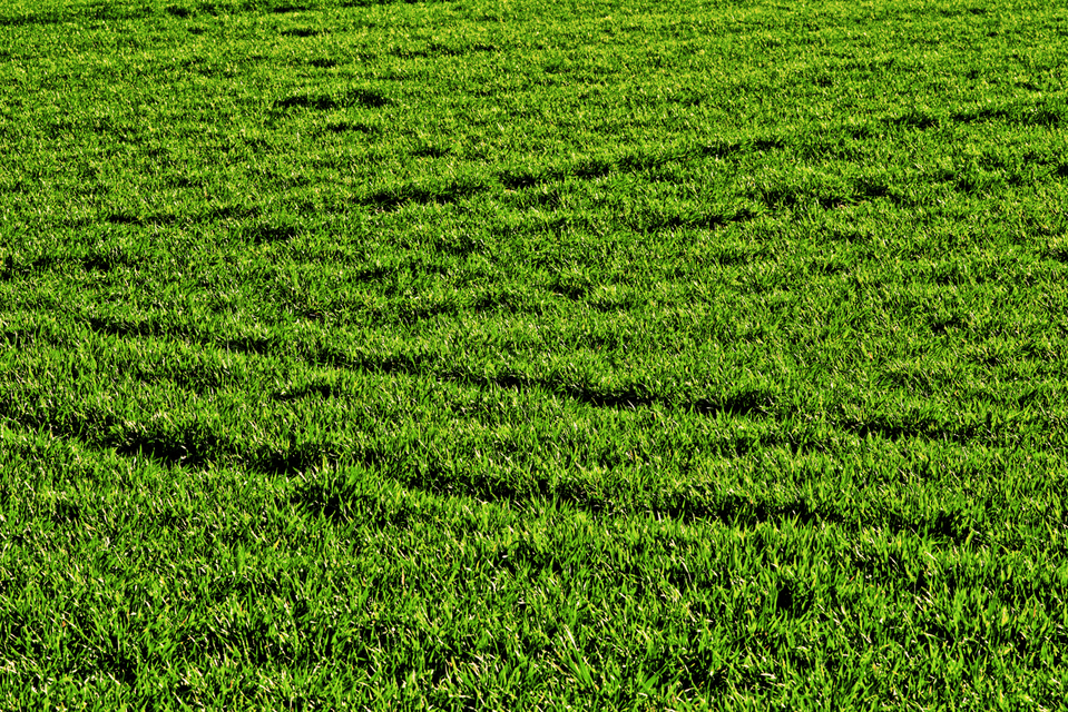 Greenfield II - ID 008970