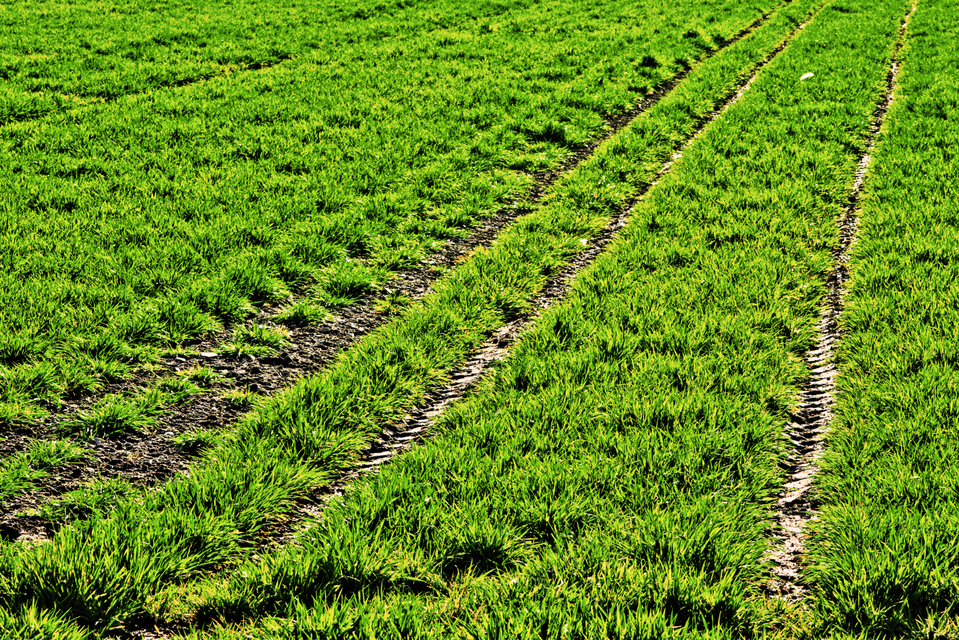 Greenfield IV - ID 008972