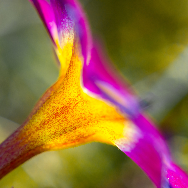 Calyx II - ID 008976