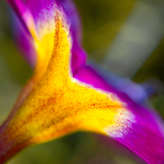 Calyx III - ID 008977