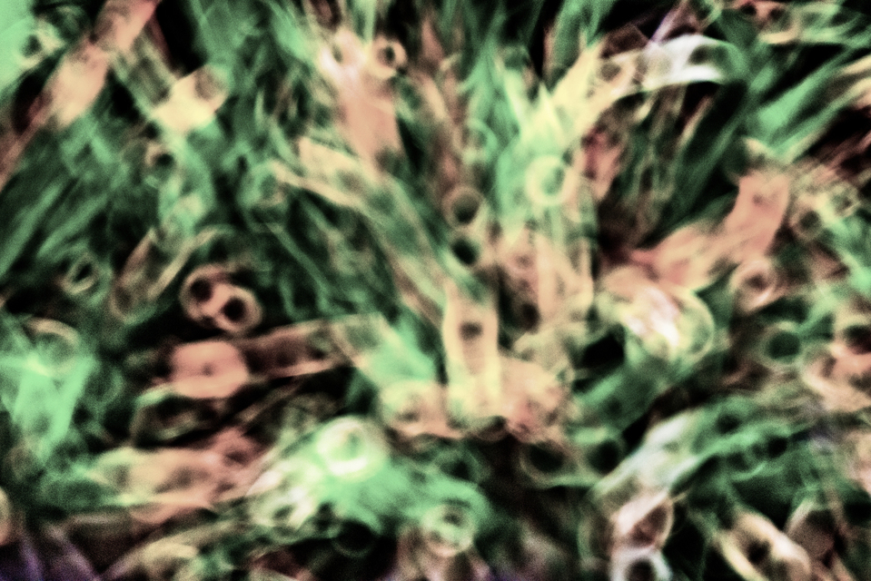 Field Color Circles - ID 008986