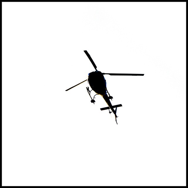 Bumblebee - ID 008987