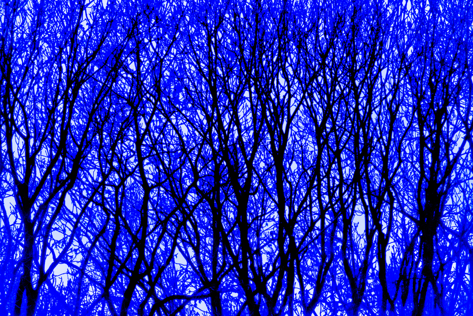 Trees in Blue - ID 008989