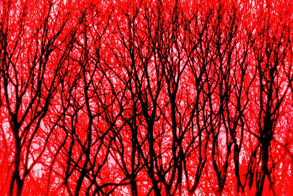 Trees in Red - ID 008990