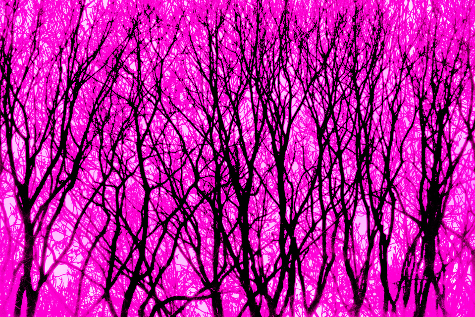 Trees in Pink - ID 008991