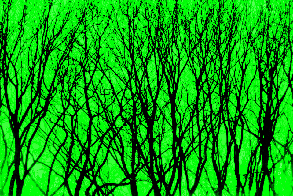 Trees in Green - ID 008992