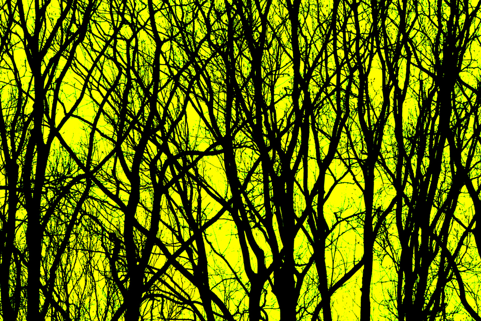 Scissors Trees with Yellow - ID 008994