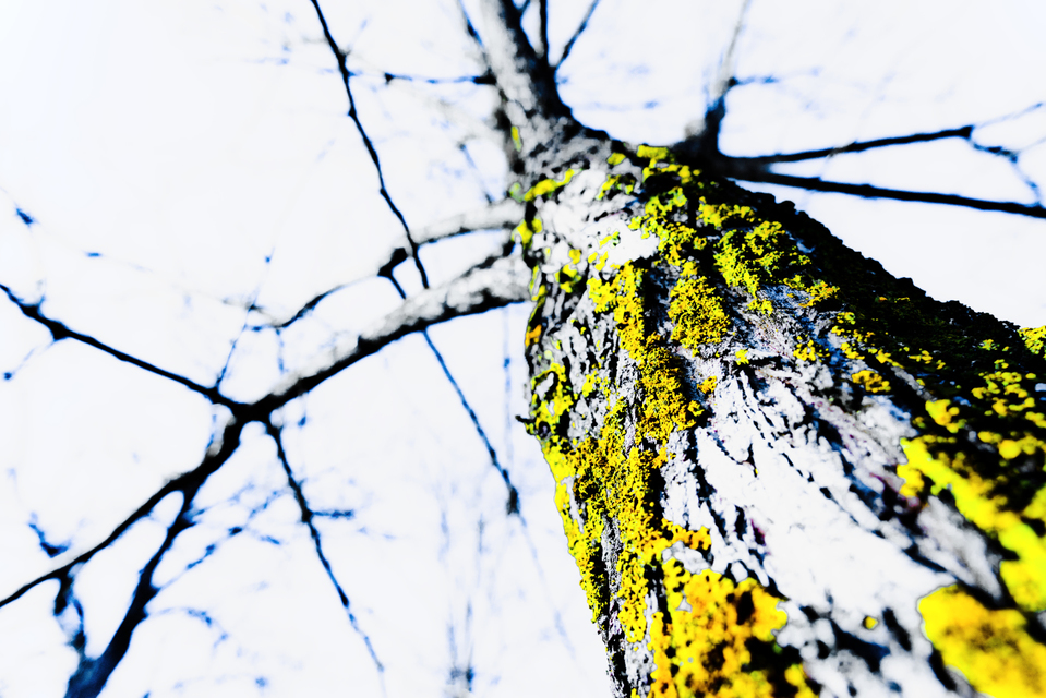 Lichen I - ID 009003