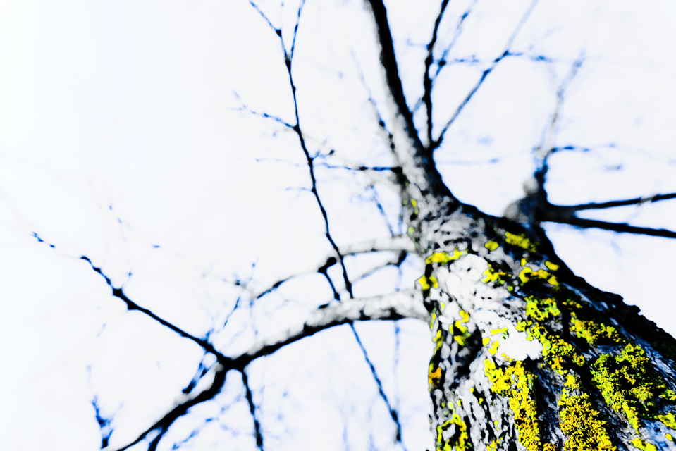 Lichen III - ID 009005