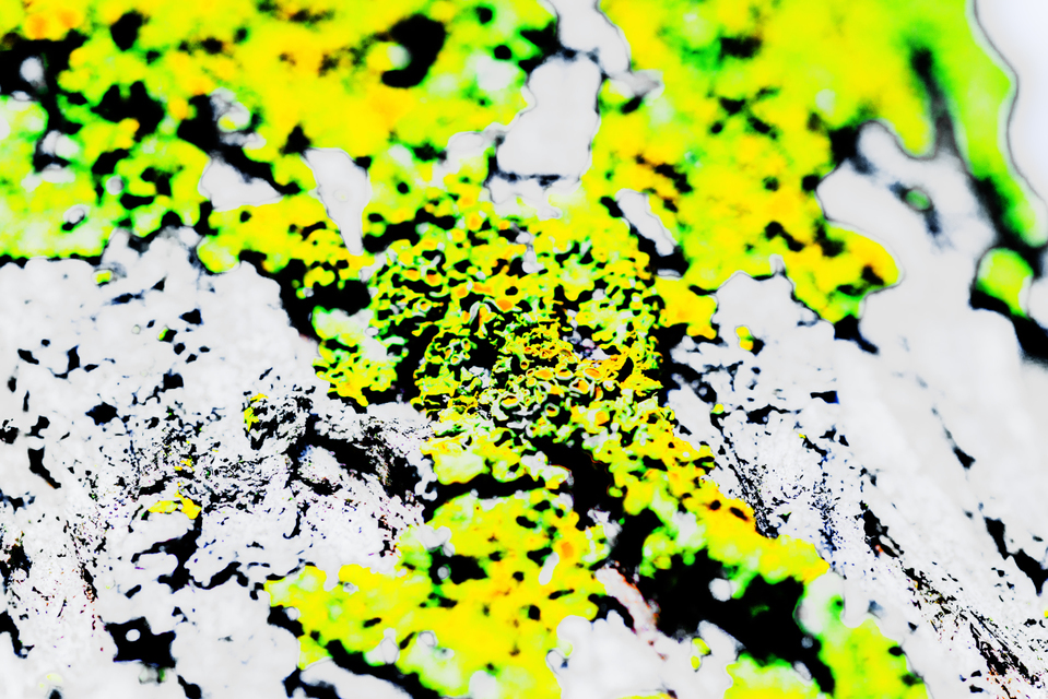 Lichen IV - ID 009006