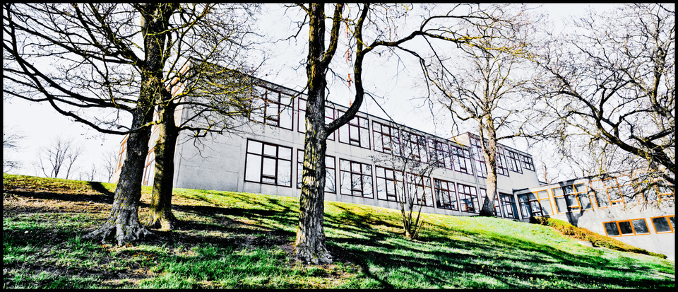 Trees in Front II - ID 009014