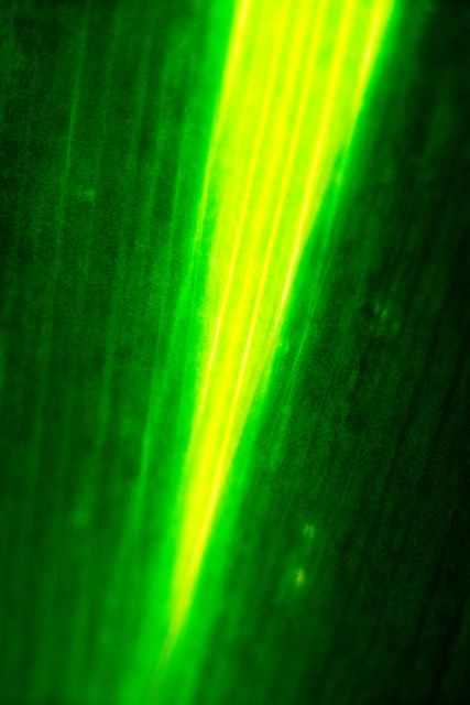 Leaf III - ID 009018