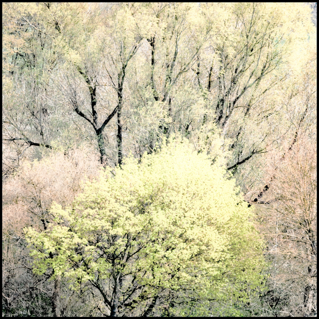 Light Green II - ID 009032