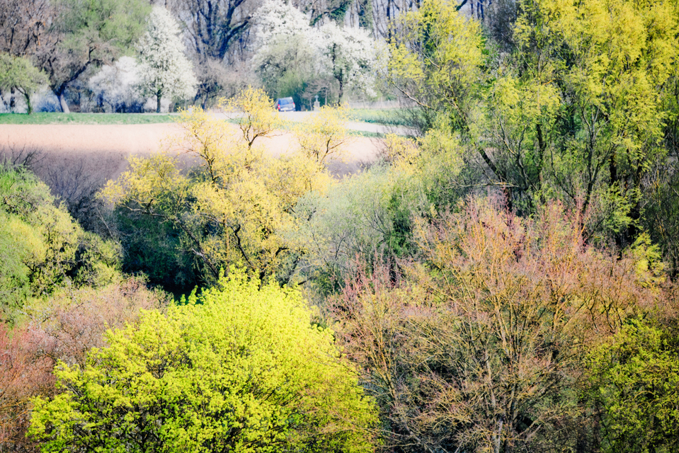 Light Green and a Car - ID 009033