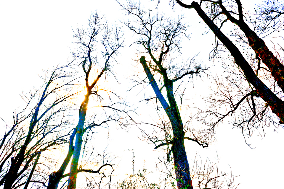 Alley of Trees I - ID 009039