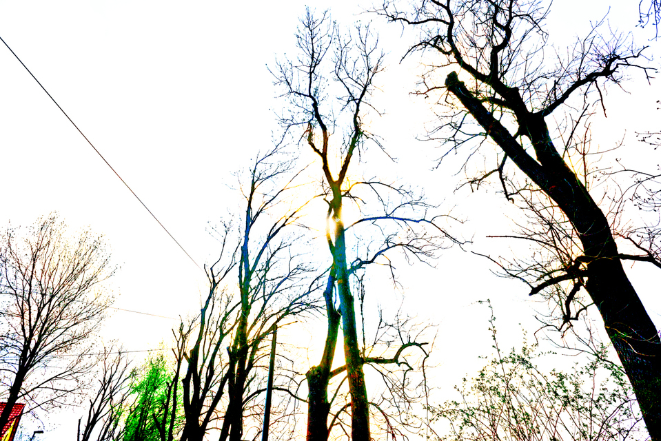 Alley of Trees II - ID 009040