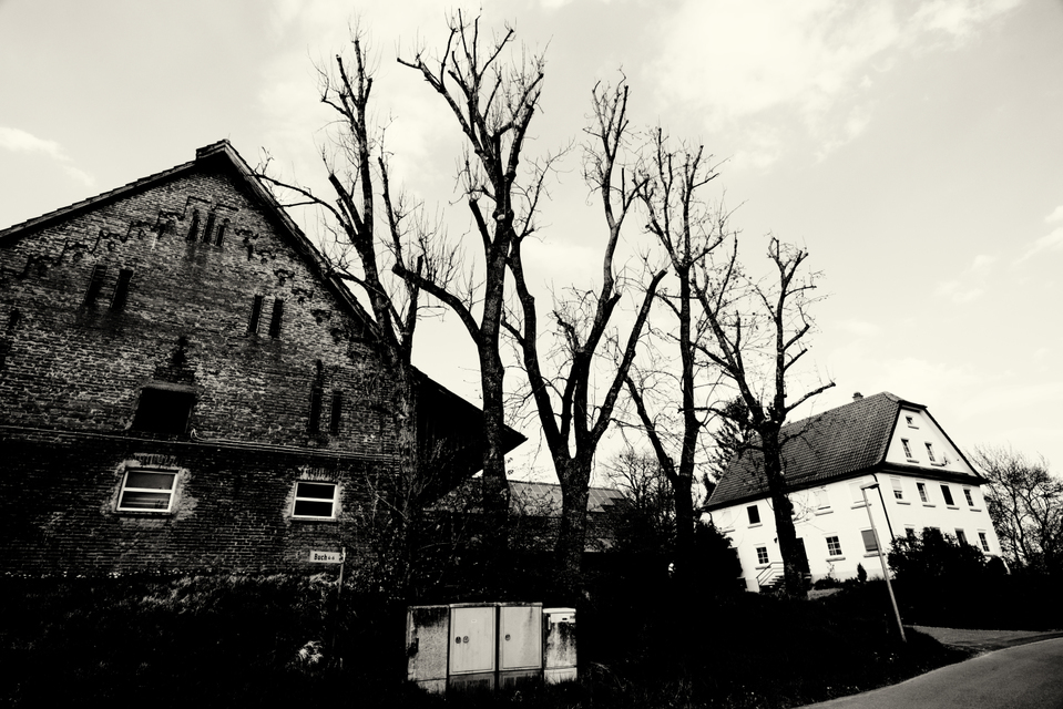 Five Trees - ID 009041