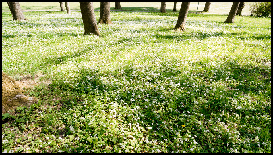 Between Trees I - ID 009070