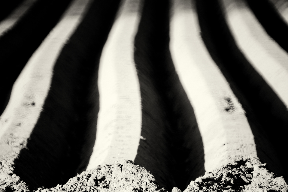 Prepared Potato Field IV - ID 009091