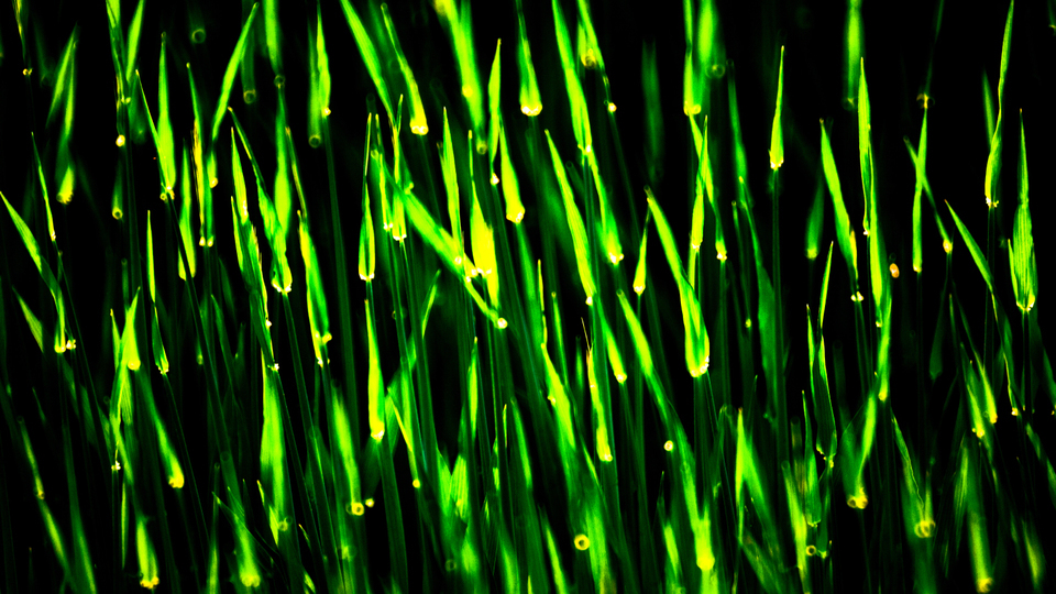 Arrows II - ID 009096