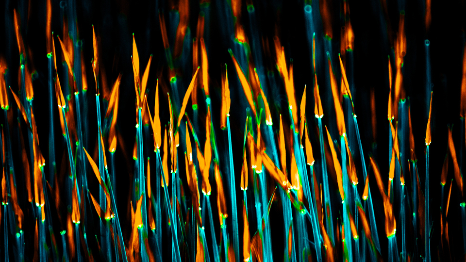 Arrows IV - ID 009098