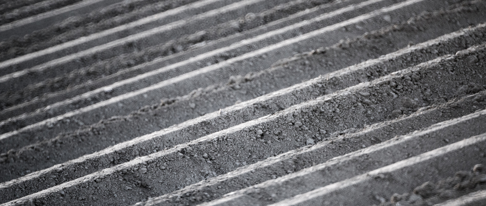 Prepared Potato Field V - ID 009100