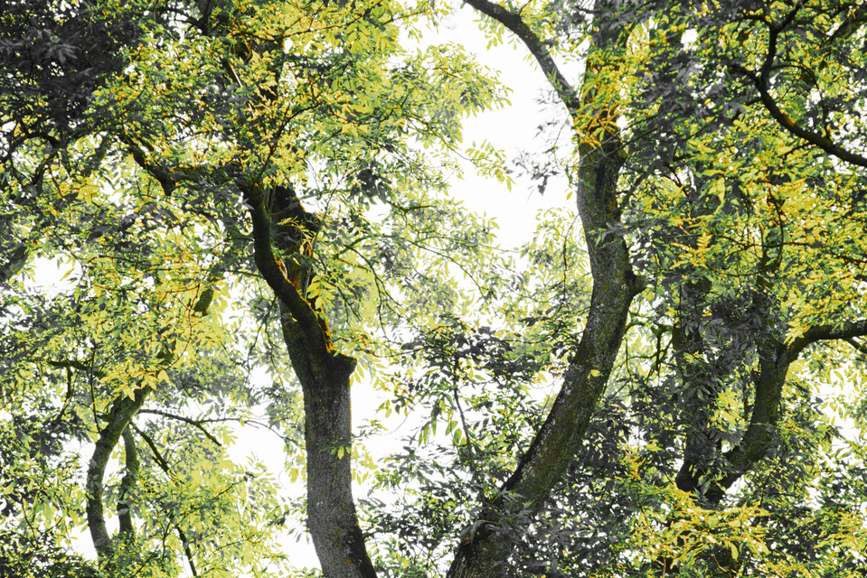 Two Main Branches - ID 009132