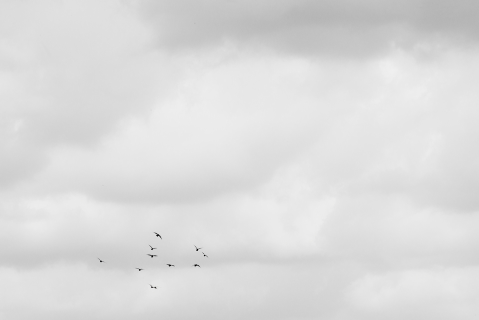 Birds and Clouds - ID 009164