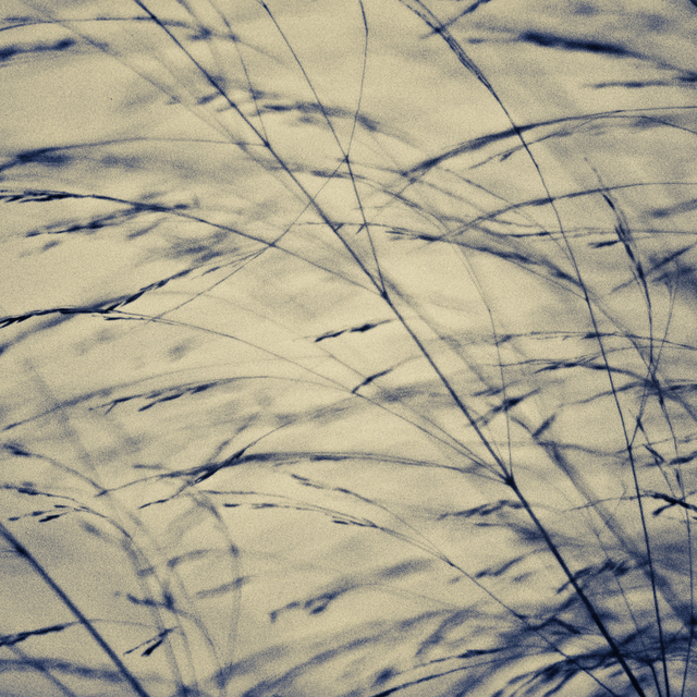 Grass II - ID 009220