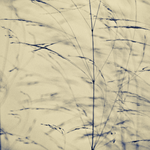 Grass III - ID 009221