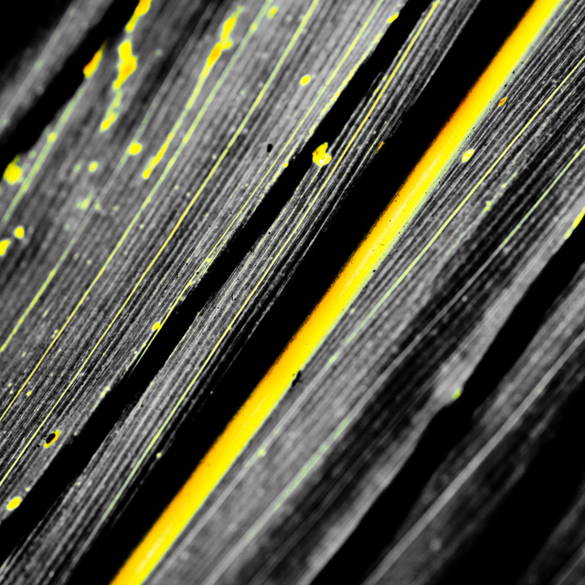 Dark Leaf I - ID 009240