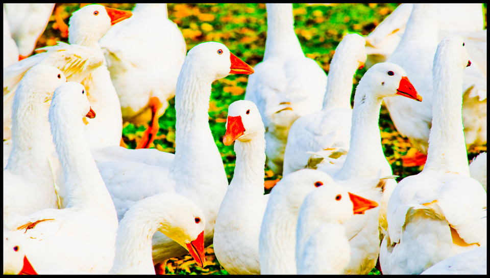 Geese II - ID 009247