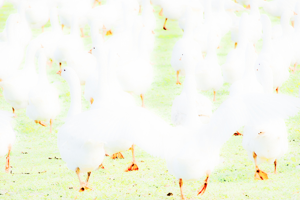 Geese IV - ID 009249